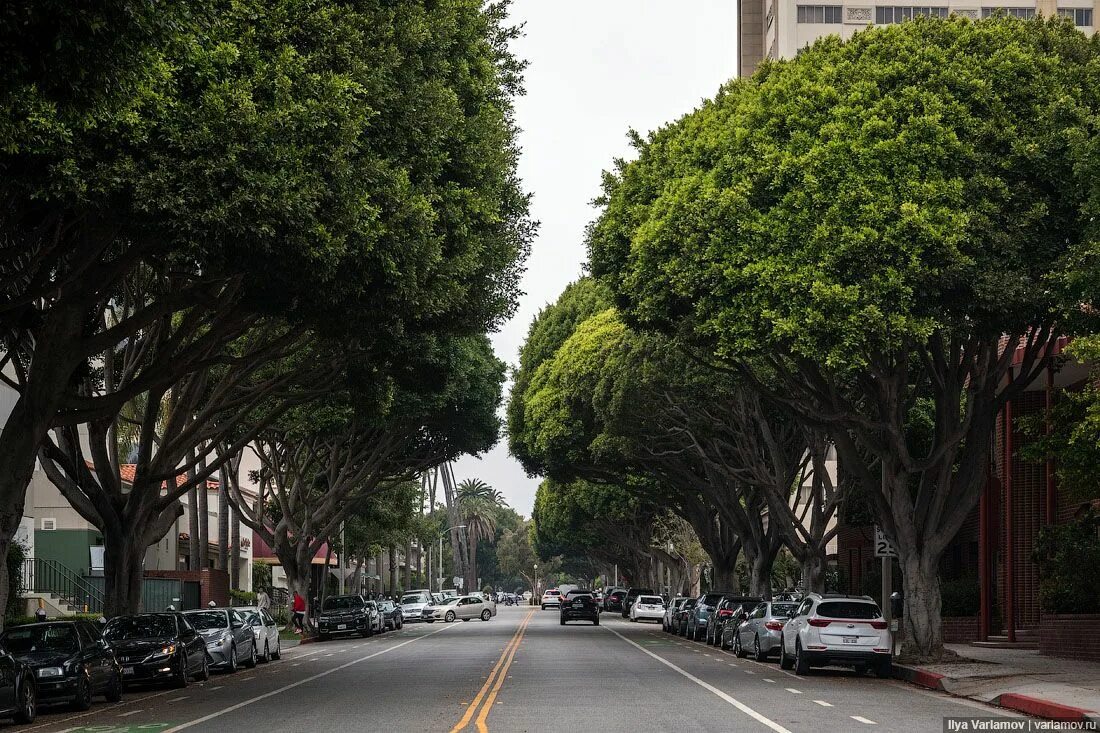 Street trees. Дворы Лос Анджелеса. Лос Анджелес центр города улица. Пригород Лос Анджелеса.