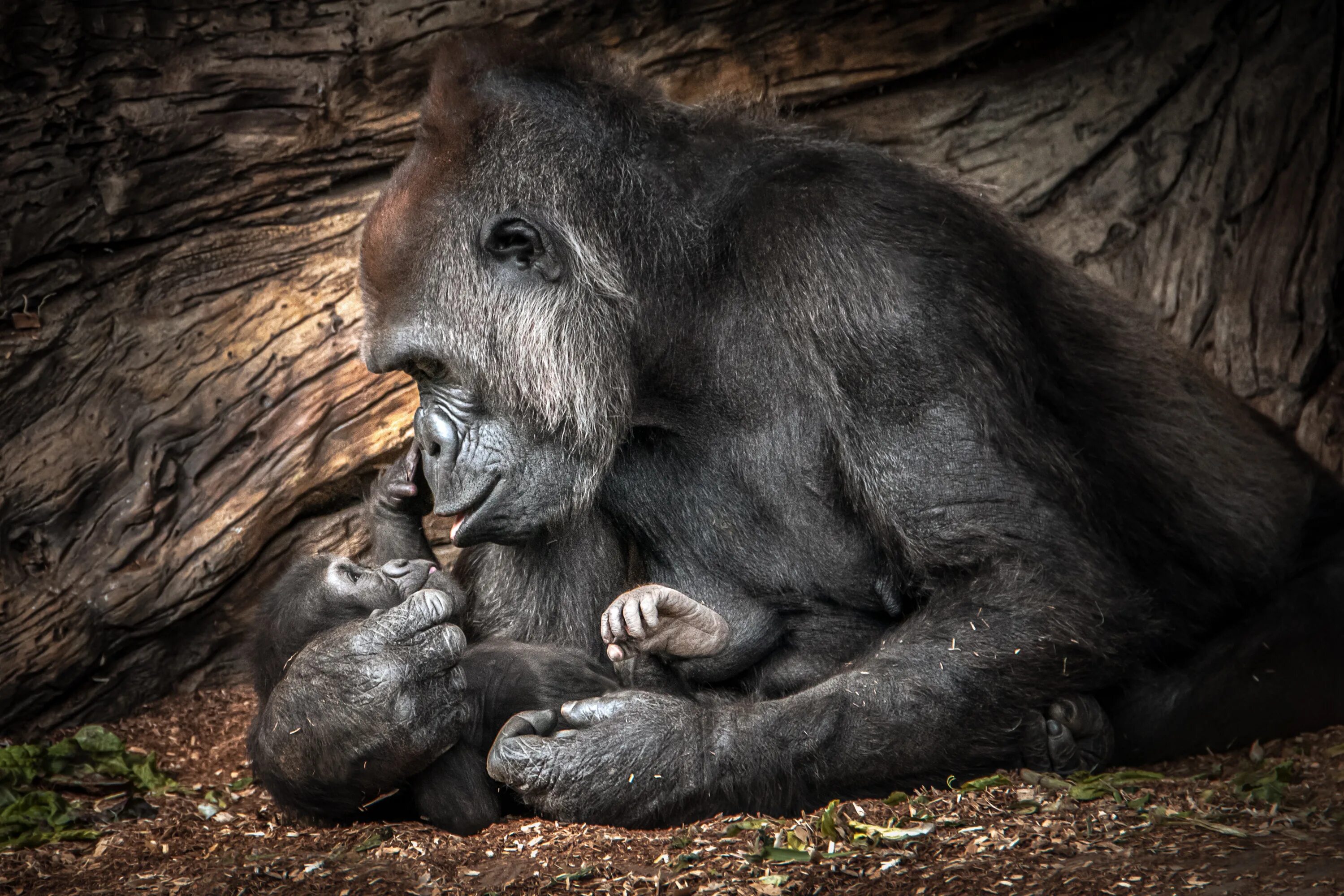 Горилла и шимпанзе. Детеныш гориллы. Мама горилла. Млекопитающие с детенышами.
