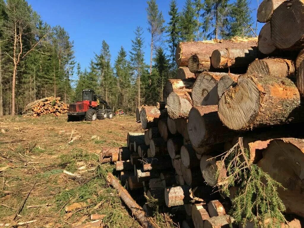 Лесозаготовка. Лесозаготовки в России. Лесозаготовки Нижегородская область. Лесозаготовки в Новгородской области.