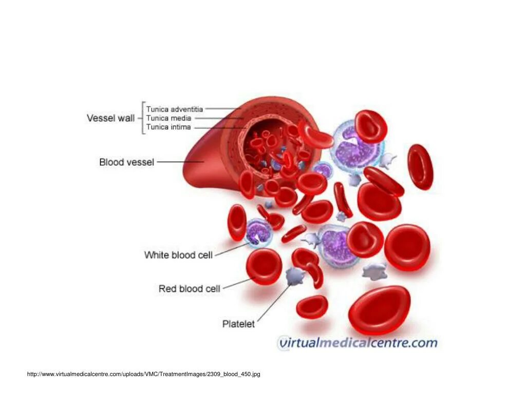 Blood Composition and function. Functions of Blood. Blood components. Composition of Blood components of Blood.