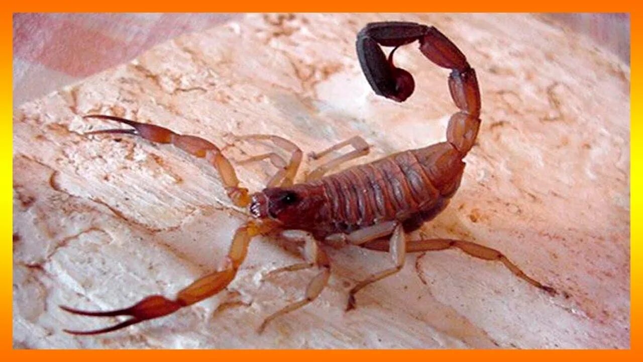 Scorpion white. Rhopalurus junceus. Кубинский Скорпион. Голубой Скорпион Куба.