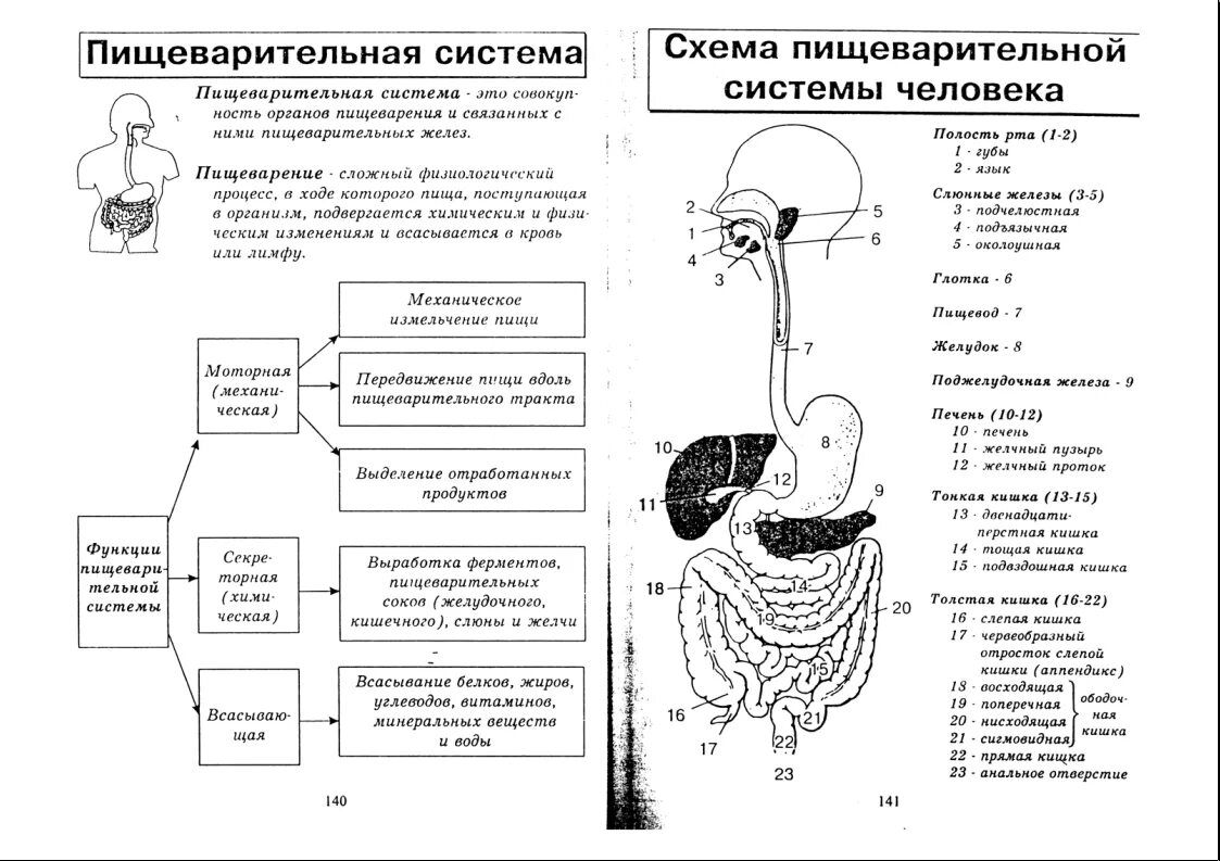 Схема работы пищеварительной системы. Строение пищеварительной системы человека схема схема. Строение пищеварительной системы и функции схема. Пищеварительная система человека схема органов пищеварения. Биология контрольная работа по теме пищеварительная система