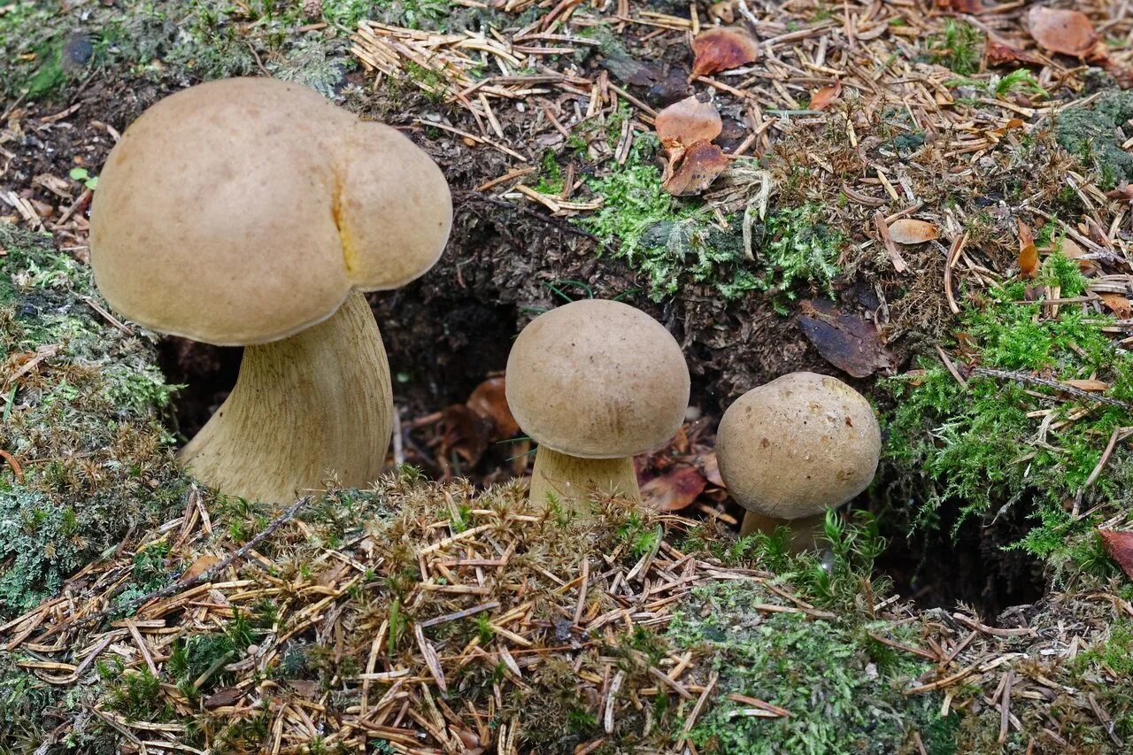 Желчный гриб какой. Горчак, ложный белый гриб. Желчный гриб ложный белый. Tylopilus felleus. Белый гриб и горчак.