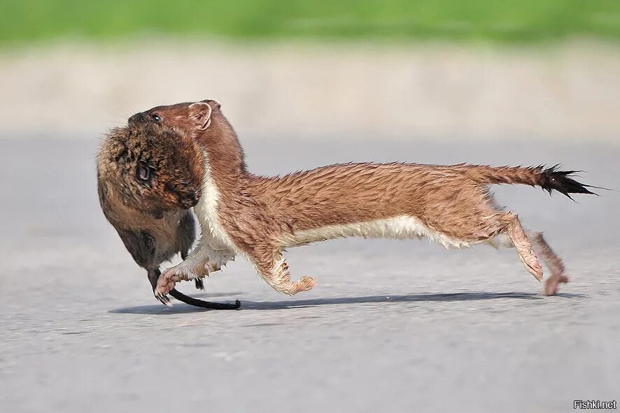 ласка животное. ласка зверек охотится. горностай в лесотундре. горностай (mustela erminea). ласка.