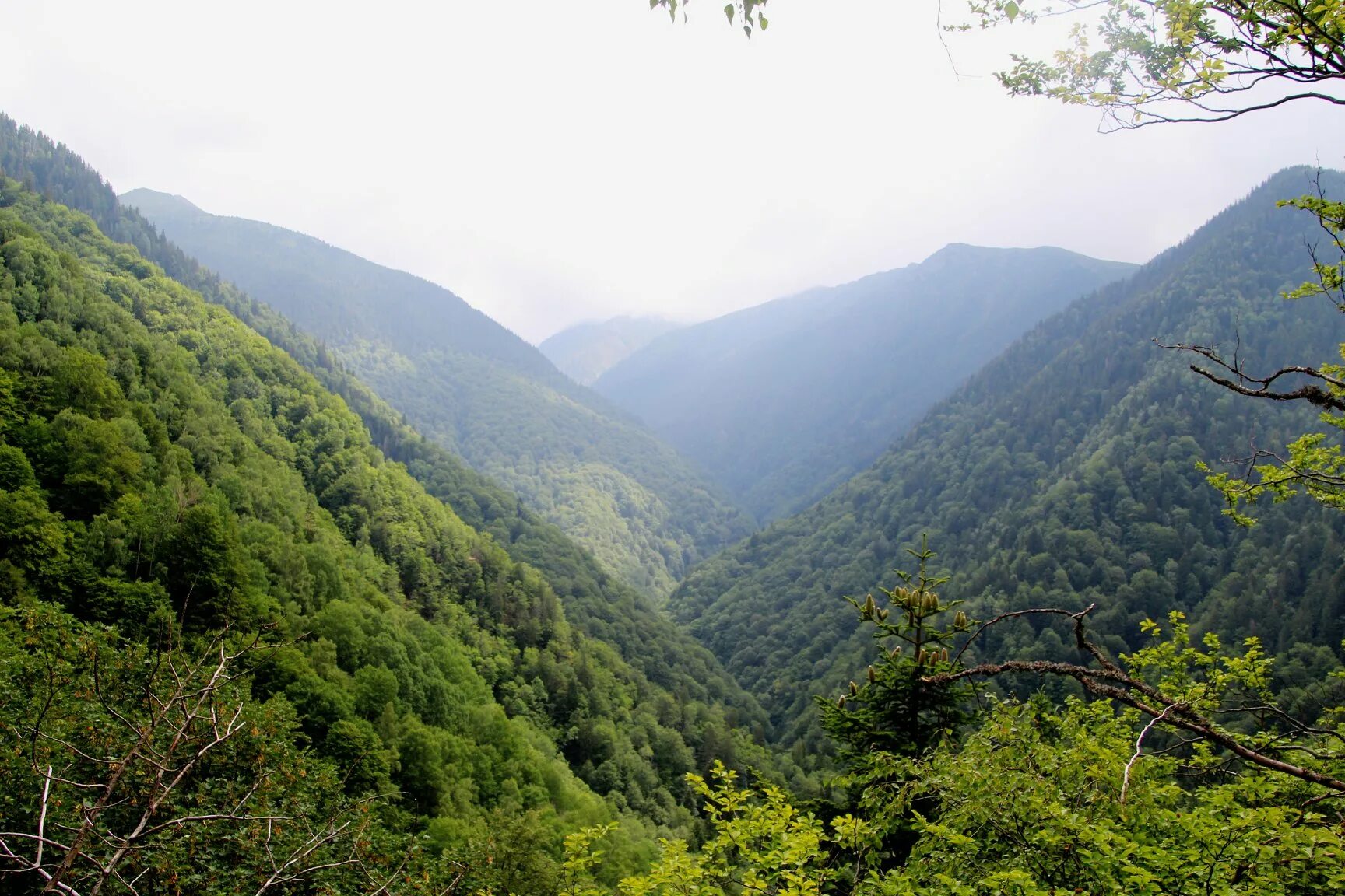 Virgin forest. Дышащий лес. Природа леса. Virgin forest. Тропические лиственные леса.