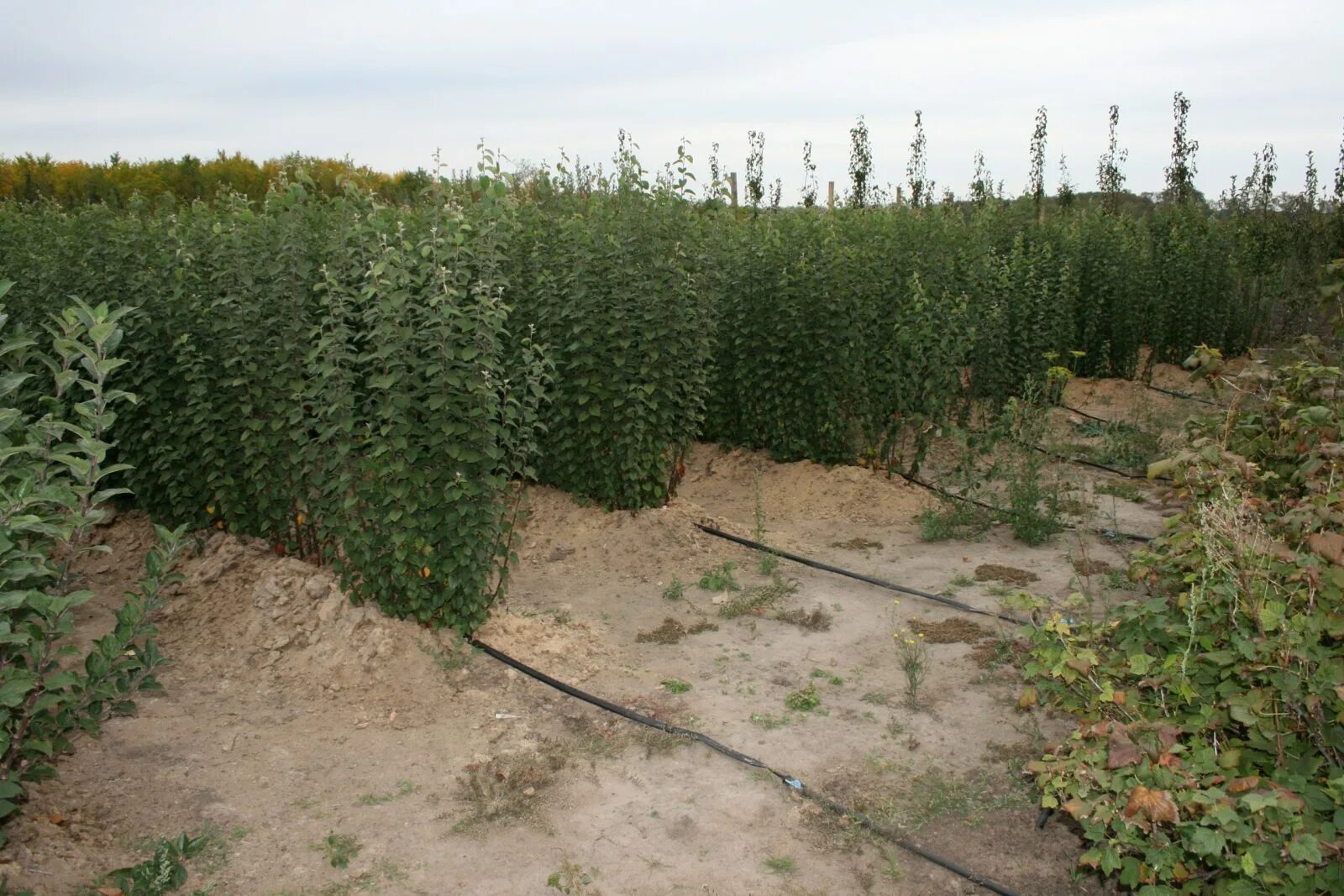 Владимирский питомник саженцев. Сорт вишни подбельская. Владимирский питомник саженцев. Питомник смирновых во владимире. Кизил старокиевский.