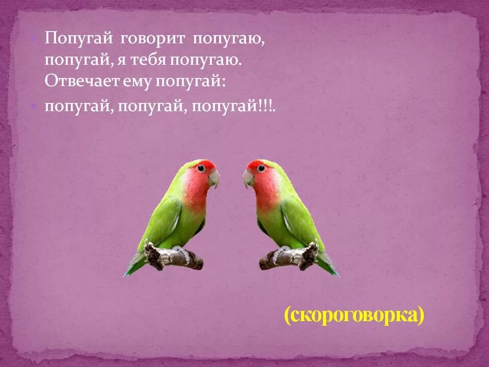 Какие слова говорят попугаи. Стих про попугая. Стишки про попугайчиков. Стишки про попугая. Стихи-загадки про попугая.