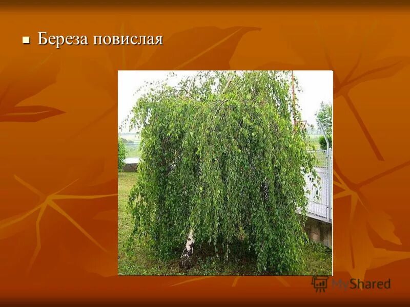 Ива повислая высота. Паспорт дерева береза повислая. Берёза повислая описание. Паспорт растения береза повислая. Береза повислая высота дерева.