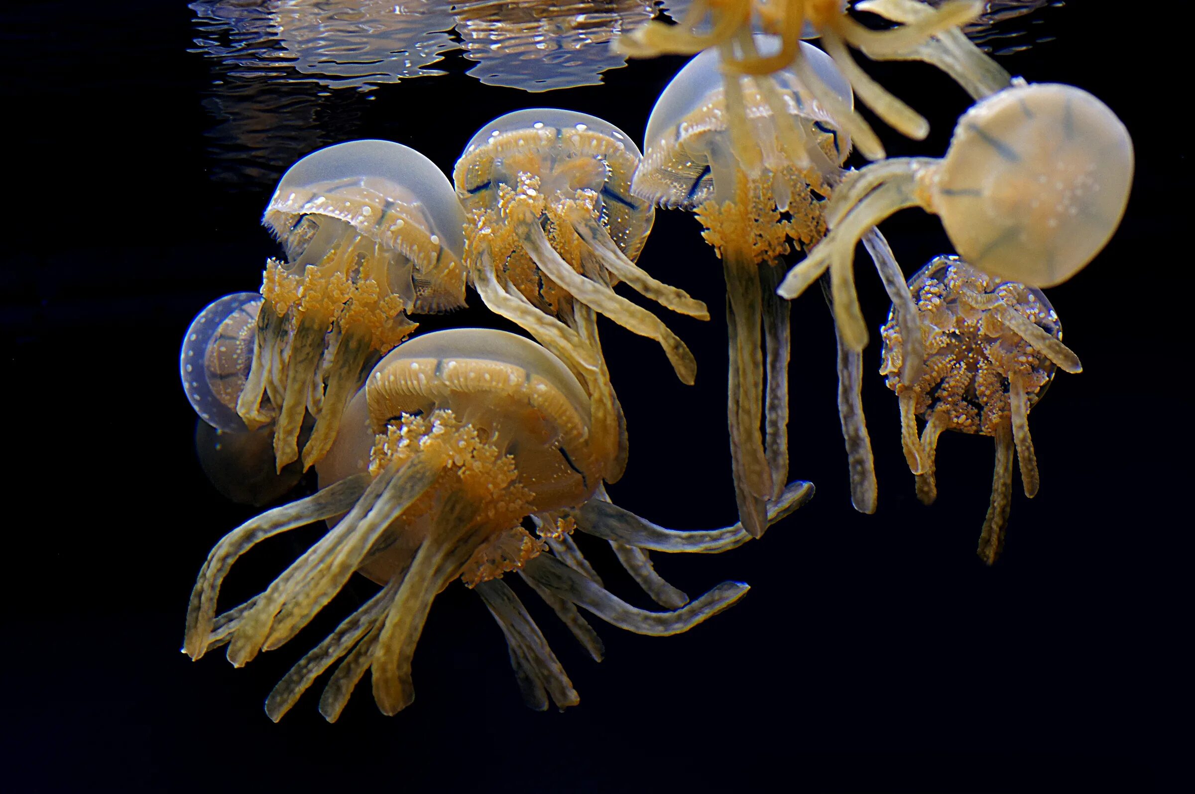 Черви в крабе. Зоопланктон медуза. Моллюски зоопланктон. Медузы иглокожие. Морской моллюск медуза \.