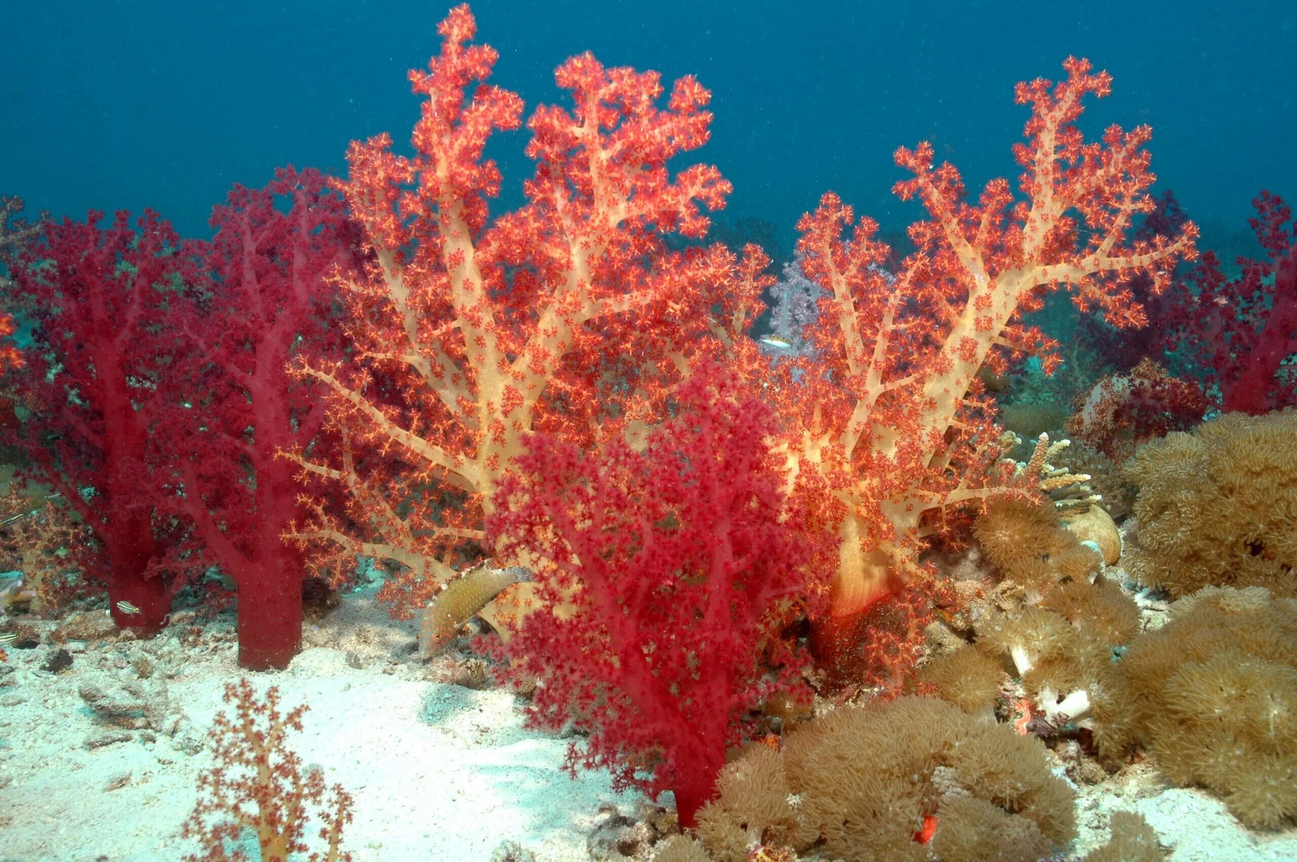 Красное море. Кораллы. Водоросли красного моря. Красные водоросли.