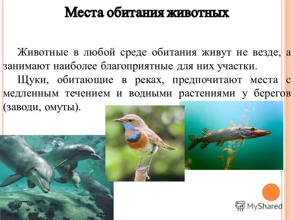 Животные африки на карте. Места обитания животных на карте. Карта с животными. Карта земли с животными. Карта с животными для детей.