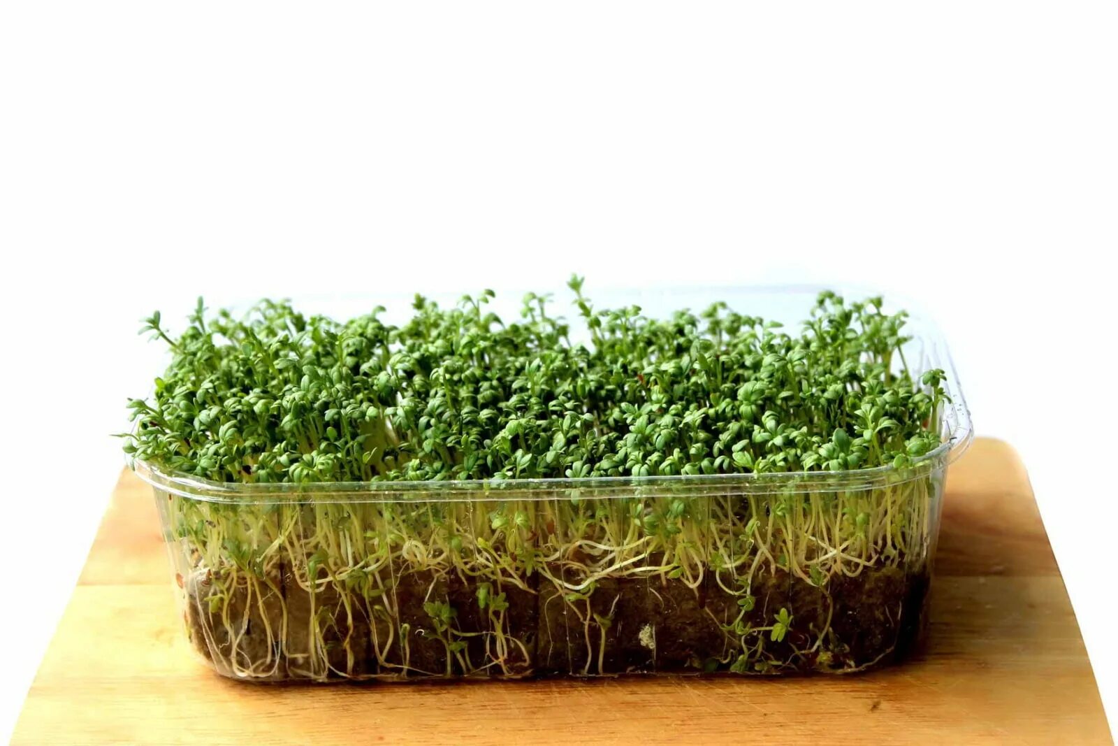 Микрозелень Кресс. Микрозелень Кресс-салат. Кресс салат семена микрозелени. Портулак микрозелень.