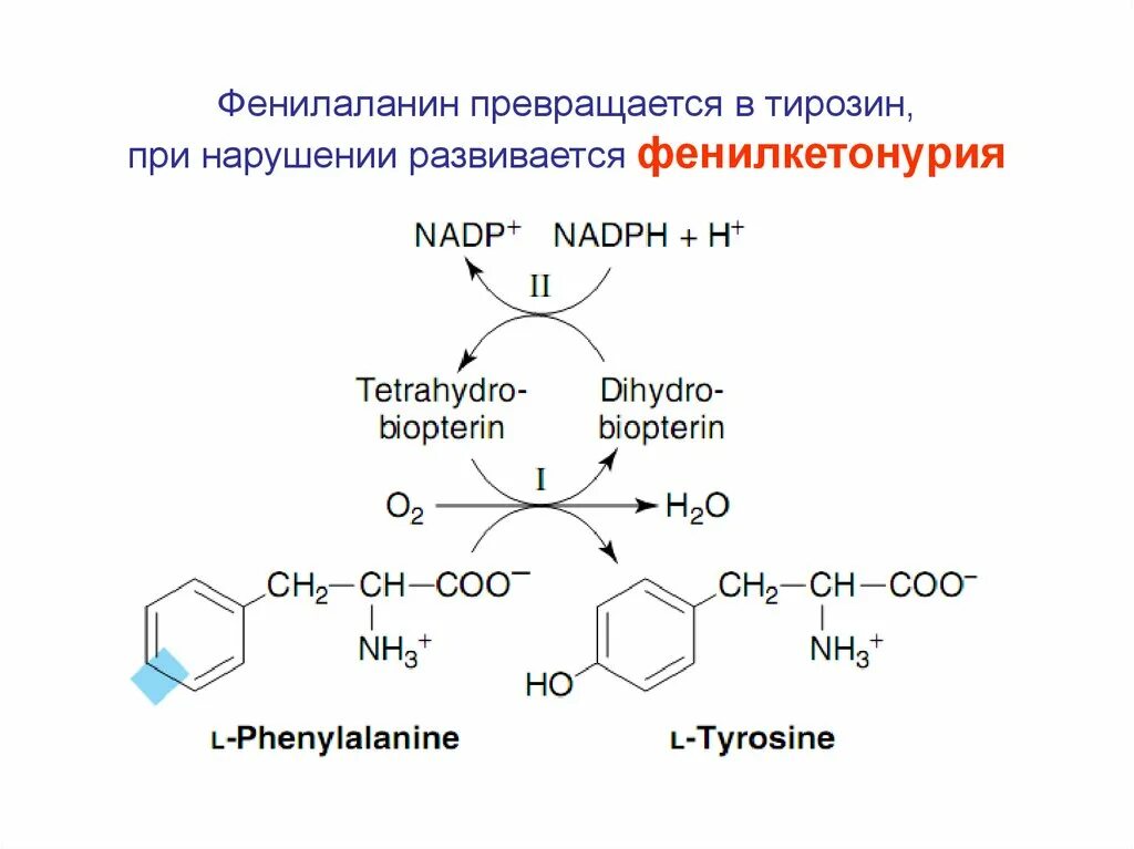 Тирозин структурная формула. Формула структура тирозин. Фенилаланин формула структурная. Тирозин аминокислота формула.