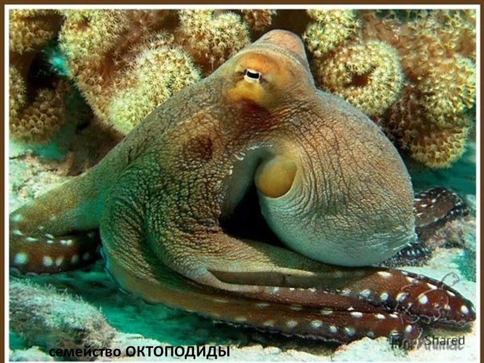 Глаз головоногого моллюска. Отряд головоногие. Головоногие моллюски. Органы чувств головоногих. Глаза животных.