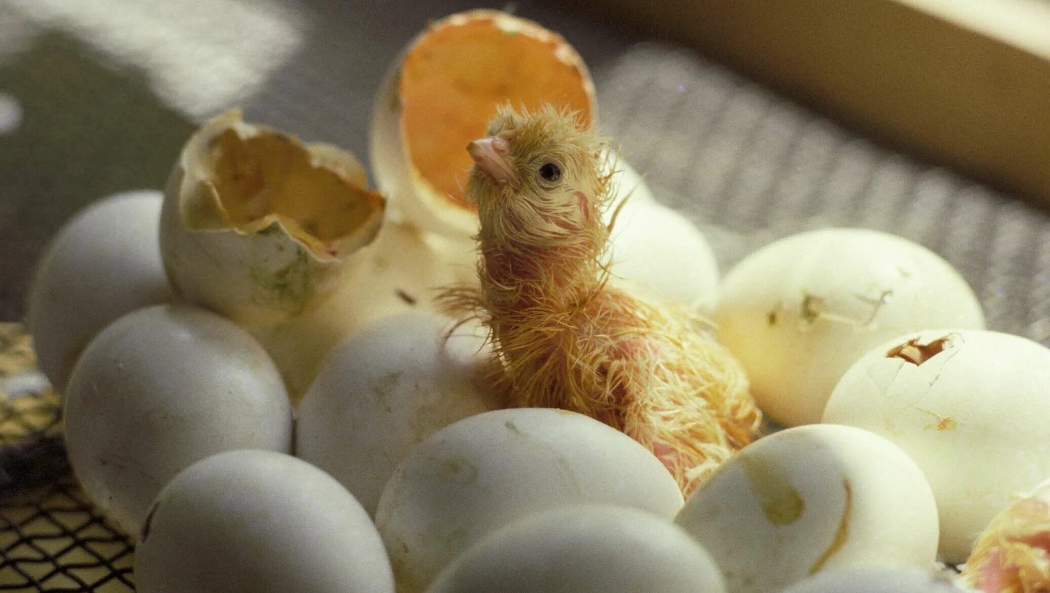 Есть ли цыпленок в яйце. Птенец вылупившийся из яйца. Цыпленок вылупляется. Цыпленок вылупился. Цыплёнок вылупдяется из яйца.