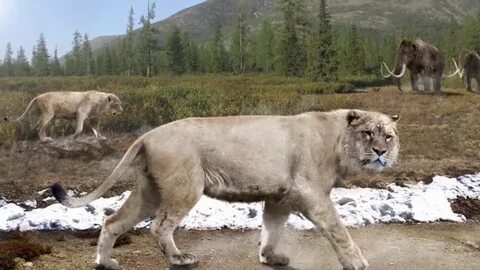 Тайна мире животных