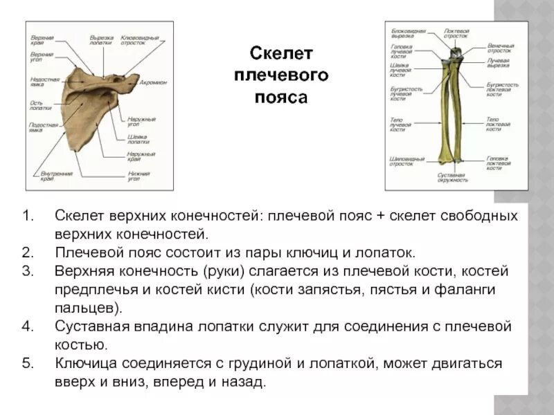 Из чего состоит скелет плечевого пояса. Скелет пояса верхних конечностей (плечевого пояса). Анатомо-физиологическая характеристика скелета плечевого пояса.. Из каких костей состоит плечевой пояс. Скелет верхних конечностей скелет плечевого пояса