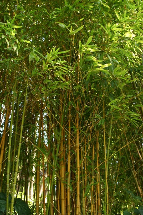 Phyllostachys aureosulcata. Phyllostachys aurea растение. Золотой бамбук на малышева. Золотой бамбук конфуций перо. Бамбук золотистый "ауреакаулис".