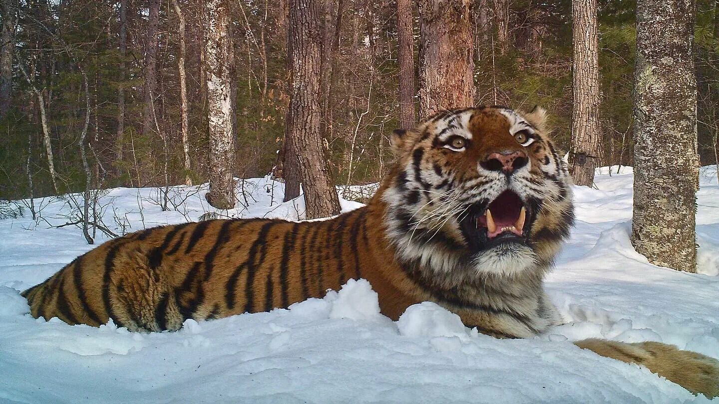 Тигр живет в евразии