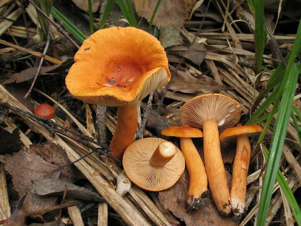 Рыжик боровой и еловый. Съедобный рыжий гриб. Рыжик и еловик. Гриб рыжик несъедобный. Паутинник гриб оранжевый.