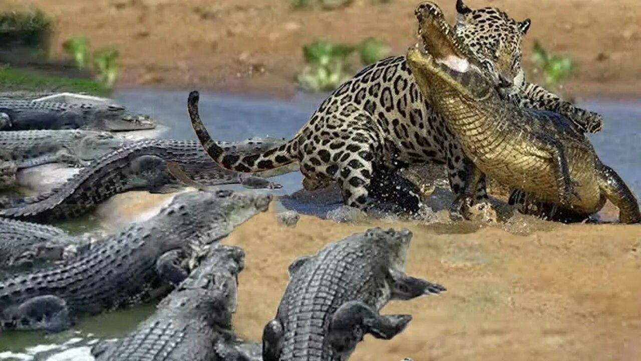 Тигр лев крокодил. Ягуар vs Аллигатор. Гребнистый крокодил против тигра. Леопард против крокодила.