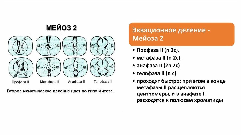 В ходе мейоза образуется. Второе деление мейоза таблица. Метафаза 2 деления мейоза. Профаза первого деления мейоза. Таблица митоз мейоз 1 мейоз 2.