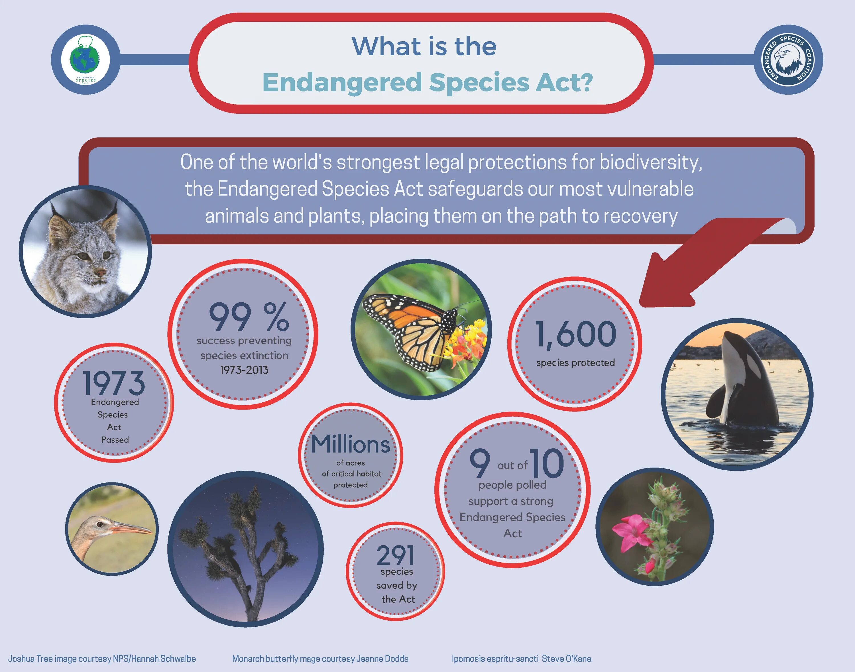 Release reduce adopt reusable endangered species. Save endangered species. The endangered species Act. Endangered species of Plants. Endangered animals Statistic.