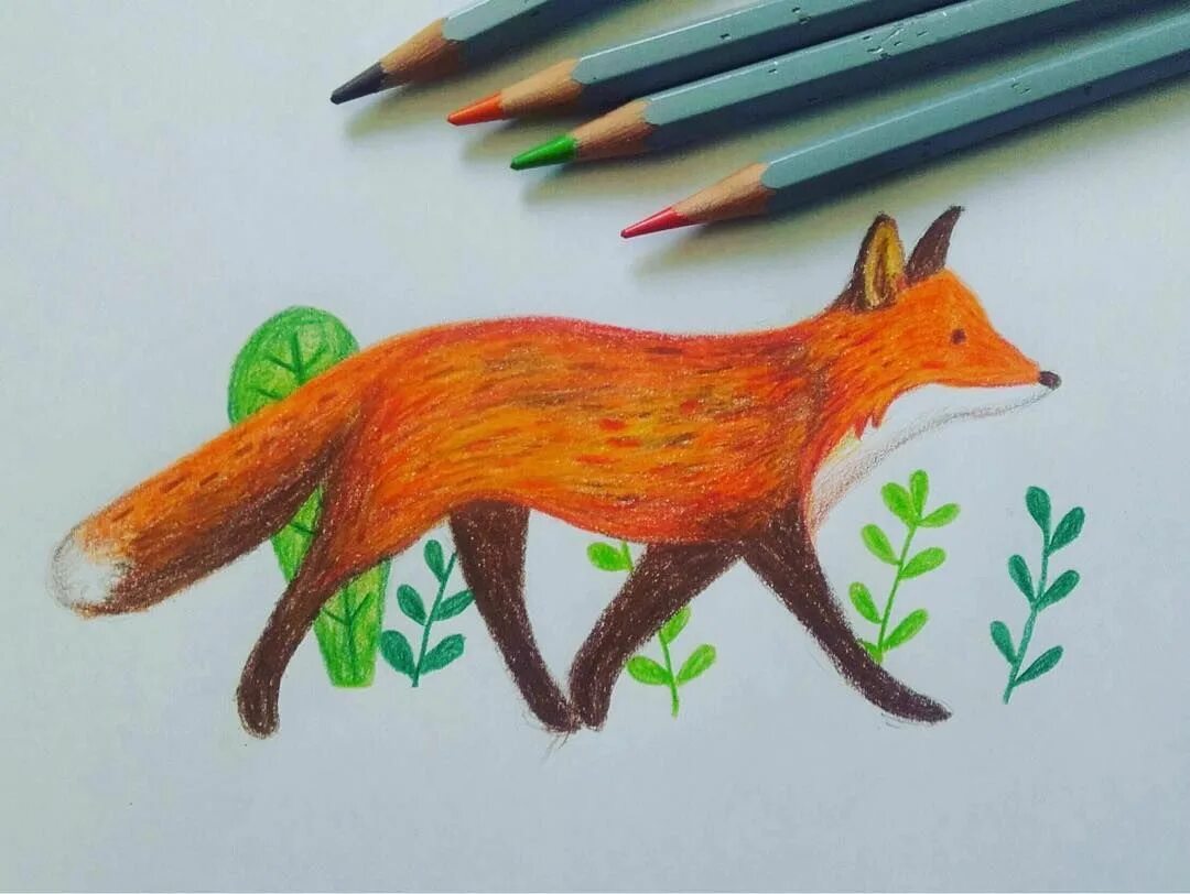Лиса рисунок. Уроки рисования лисы. Картинки лисы для срисовки. Лиса рисунок карандашом для срисовки.