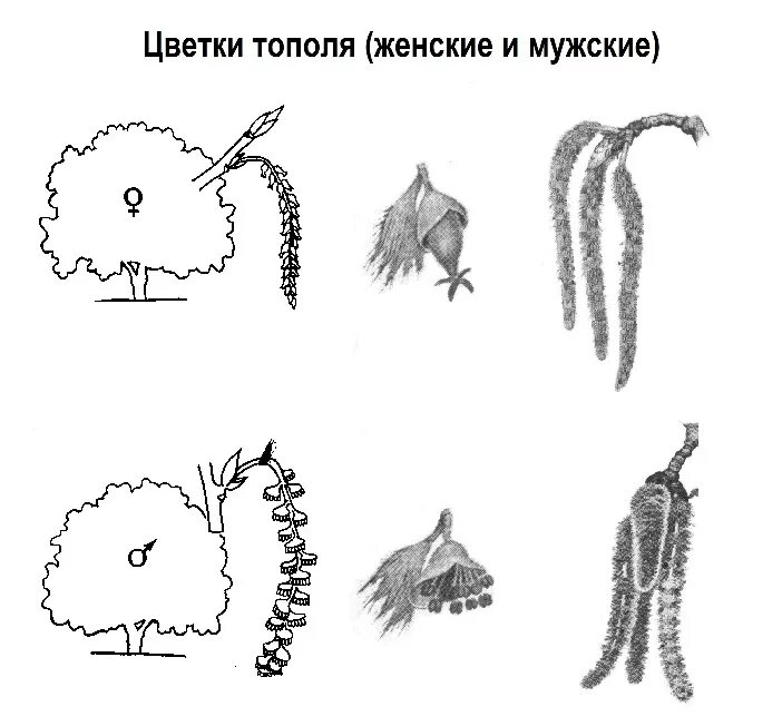 Как отличить тополь. Тополь двудомное растение. Цветки тополя мужские и женские. Тополь женское и мужское растение. Женские цветы тополя.