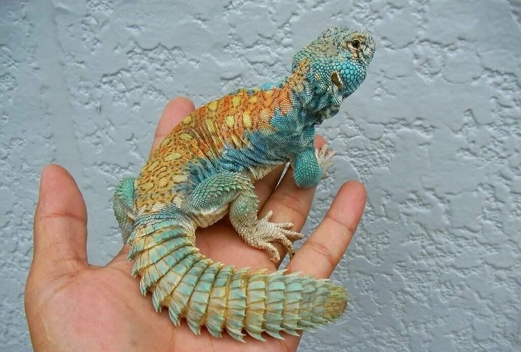 Содержание рептилий. Шипохвост украшенный Uromastyx Ornata. Египетский шипохвост. Шипохвост ящерица. Шипохвост рептилия.