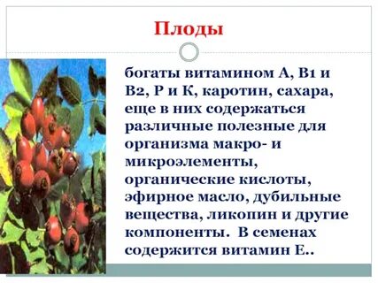 Плод обеспечивает