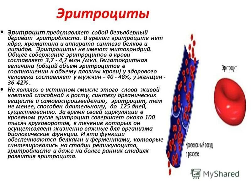 Сколько хромосом содержит зрелый эритроцит