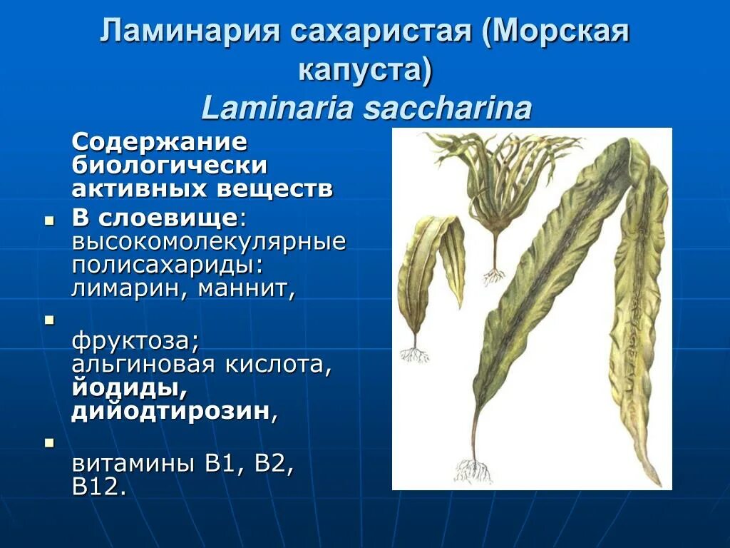 Представитель ламинария. Ламинария сахаристая слоевище. Бурые водоросли ламинария. Бурые водоросли ламинария таллом. Строение водоросли ламинарии.