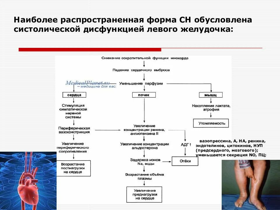 Сердечный распространить
