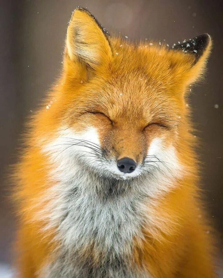 Fox now. Лисичка Патрикеевна Полярная. Хитрая лиса. Красивая лиса.