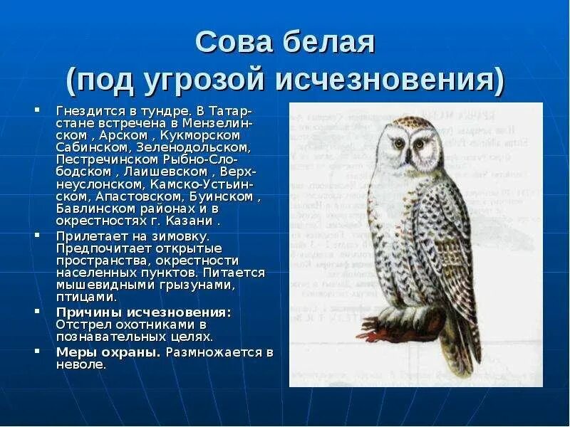 Животные Республики Татарстан занесенные в красную книгу. Филин красная книга Татарстана. Птицы Татарстана занесенные в красную книгу Татарстана. Красная книга Татарстана Сова.