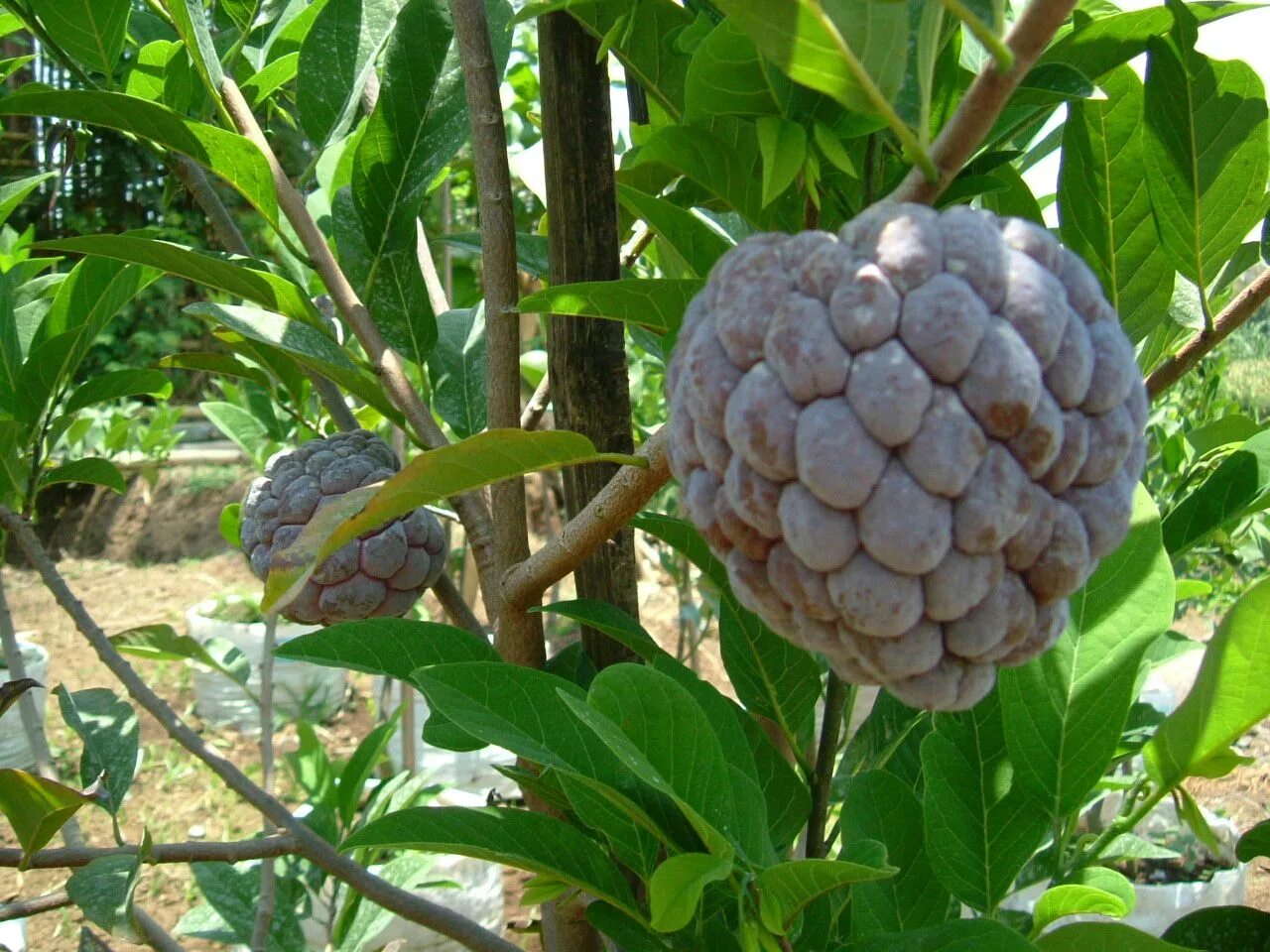Фрукт рода аннона. Аннона сахарное яблоко. Анона squamosa. Аннона разнолистная. Srikaya фрукт.