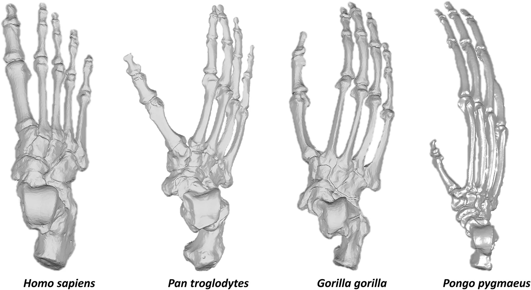Кисть человека и человекообразной обезьяны скелет. Строение кисти шимпанзе и человека. Скелет стопы человека и шимпанзе. Строение кисти приматов. Шимпанзе передняя конечность