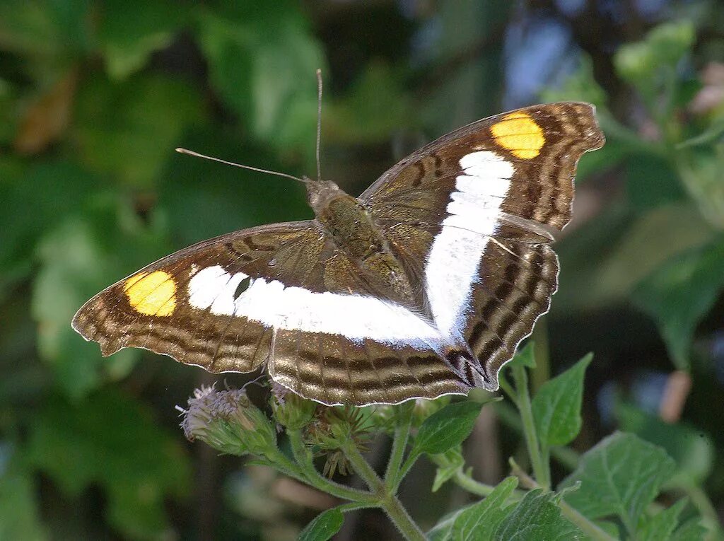 BBC Springwatch on Instagram: "The magnificnet and elusive purple emperor butter