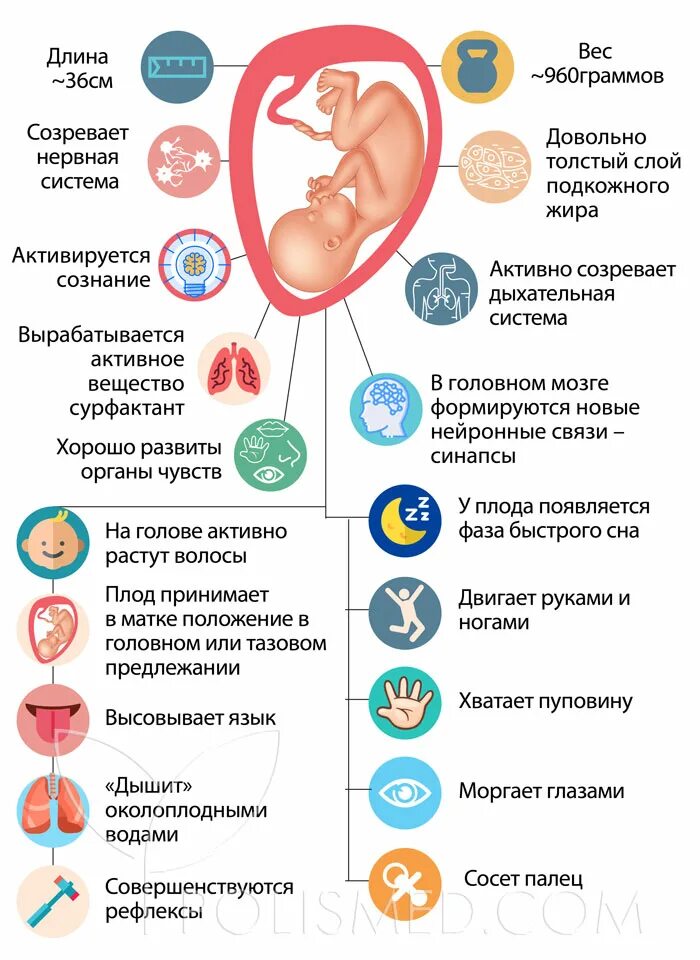 28 акушерских недель. Формирование плода на 28 неделе беременности. Размер малыша на 8 неделе беременности. 28 Недель размер плода при беременности.