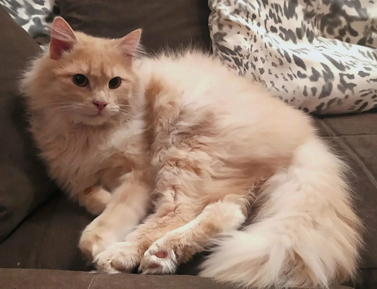 Персиковый кот. Персиковый кот. Персиковый кот. Персиковый кот порода. Персиковый кот.