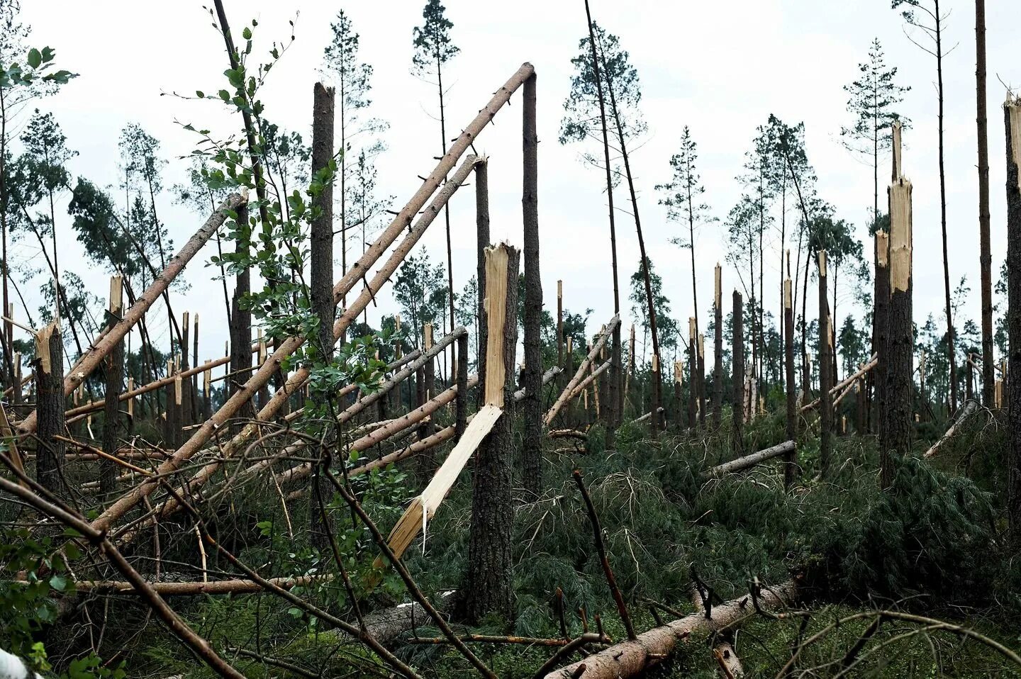 Деревья поломало ветром. Деревья урала. Сахалин 1981 тайфун. Дерево вырванное с корнем. Сломанное дерево.