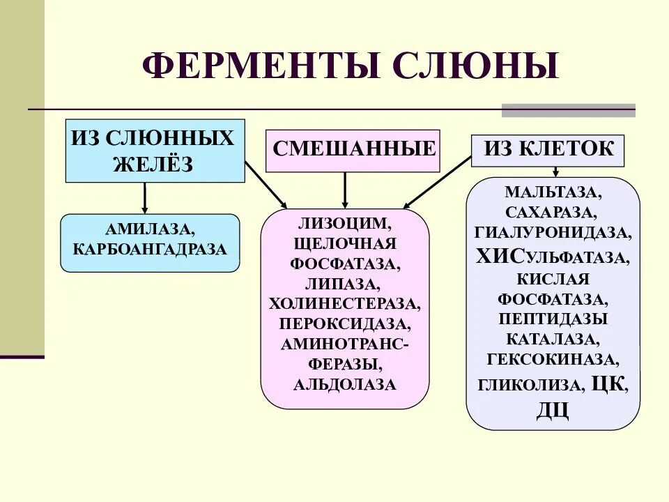 Какую функцию выполняют ферменты слюны. Основные ферменты слюнных желез. Амилаза в слюне функция. Ферменты слюны человека. Основные ферменты выделяемые слюнными железами.