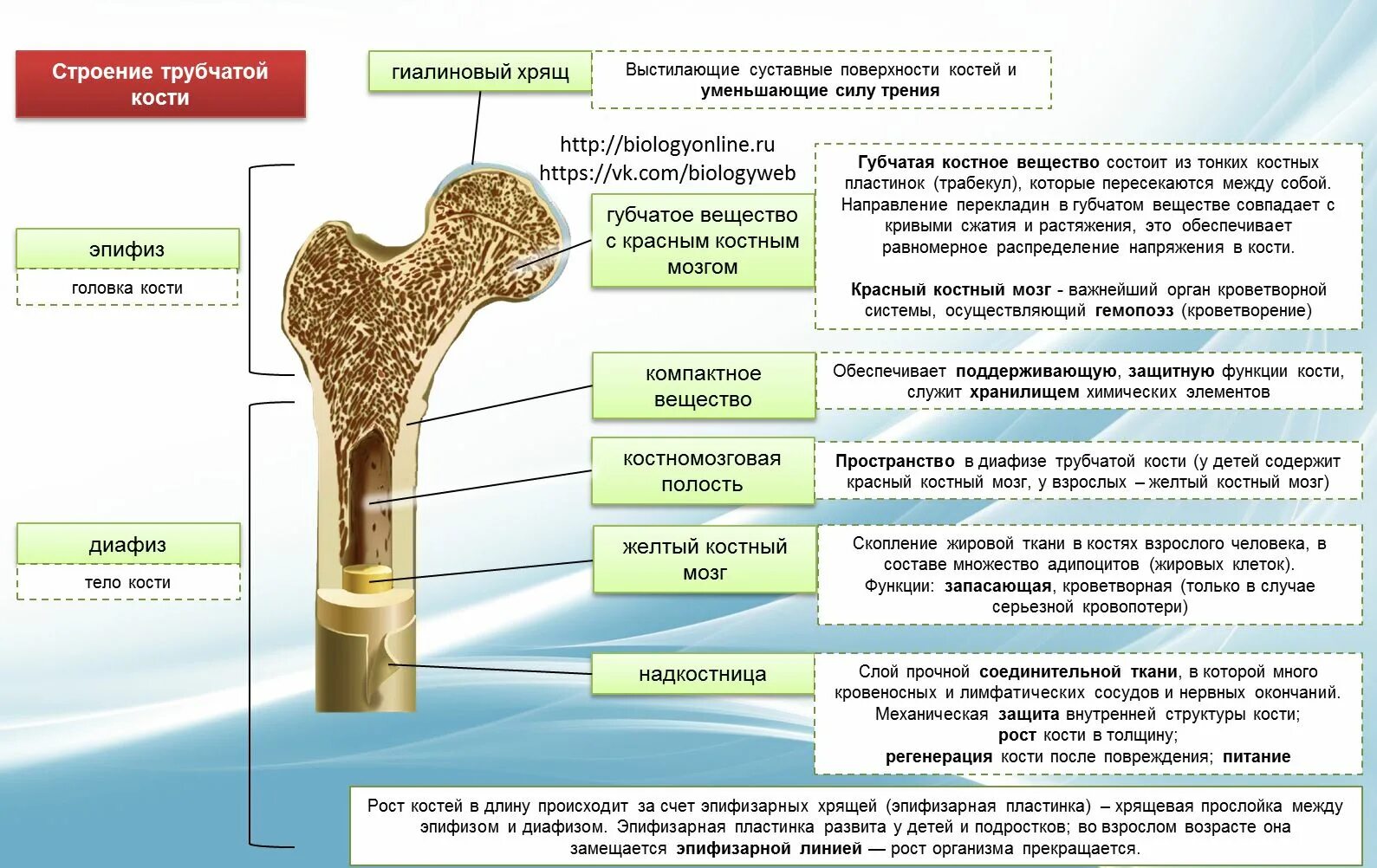 Рост губчатых костей. Послойное строение трубчатой кости. Строение компактного вещества трубчатой кости. Послойное строение трубчатой кости ЕГЭ. Послойная структура трубчатой кости.