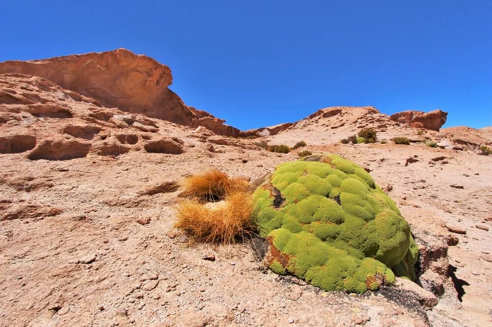 Растительность антарктиды лишайники. Мох в пустыне. Пустынные лишайники. Гипновые мхи арктика. Лишайники пустыни.
