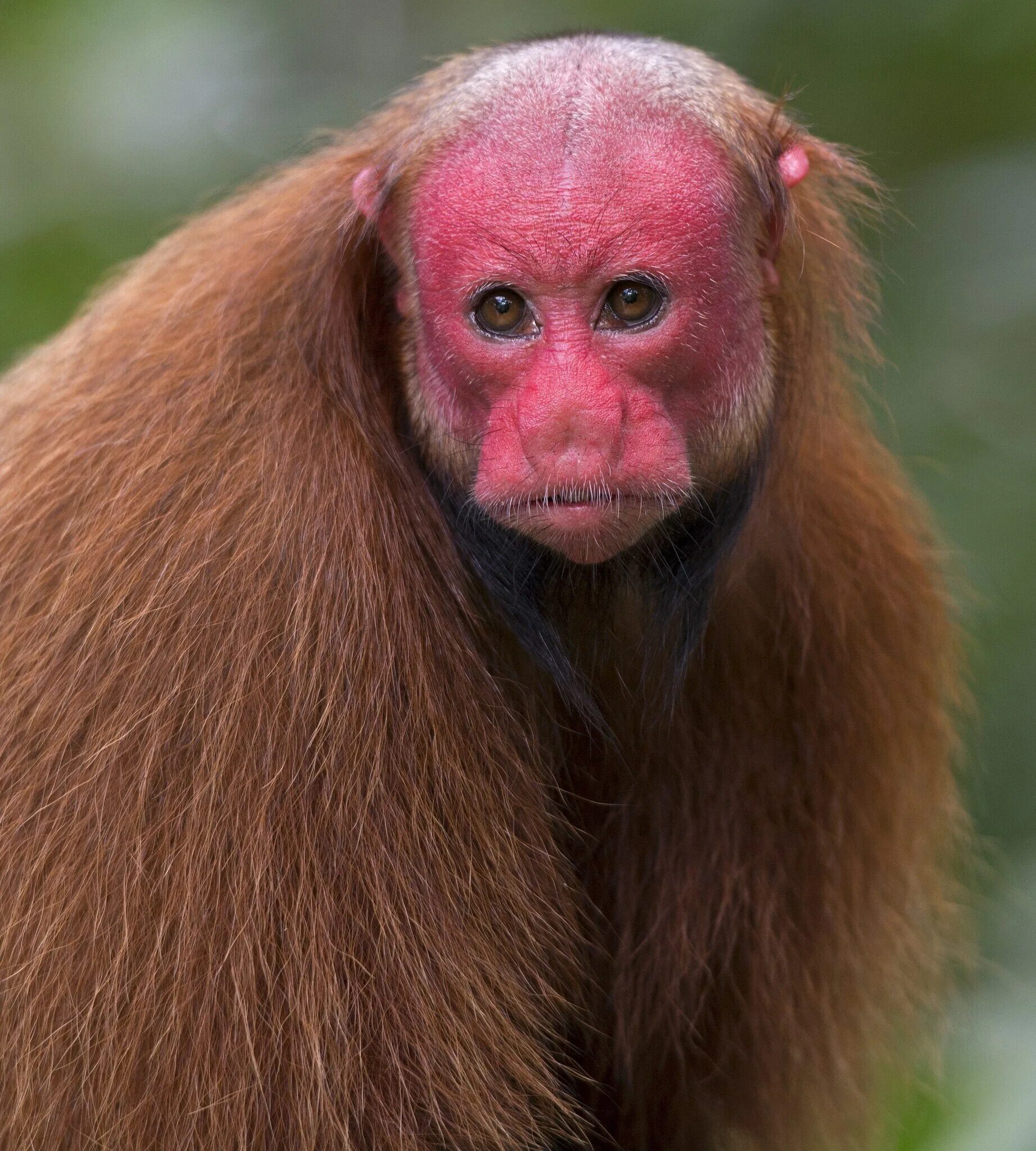 Очковый тонкотел. Лысая горилла. Chimpanzee лысая. Лысая обезьянка. Облысевшая обезьяна.