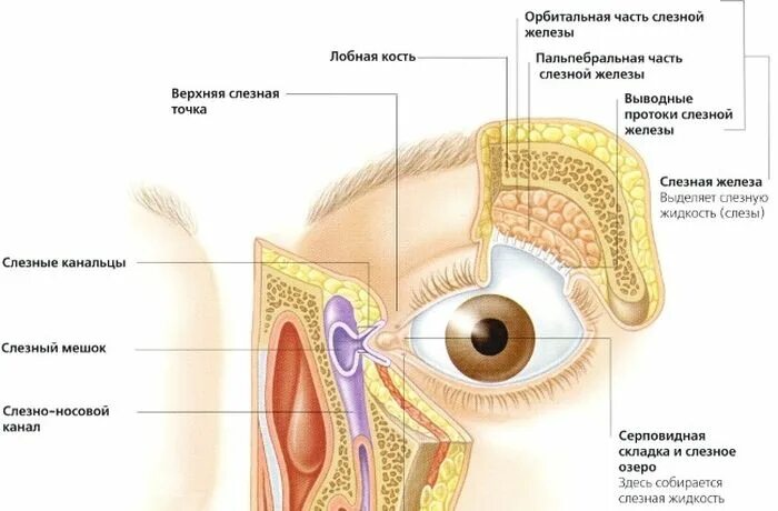 Слезные каналы где. Анатомия глаза слезный мешок. Анатомия слезного канала у человека. Строение глаза слезное мясцо. Протоки слезной железы функции.