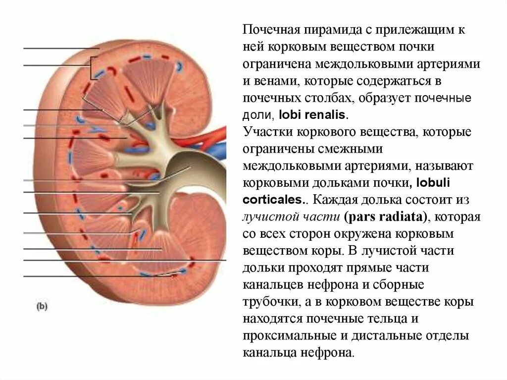 Почему почки называют биологическим фильтром. Почечная пирамида почки функция. Строение почки почечные столбы. Функции пирамид в почках. Строение почки почечные пирамидки.