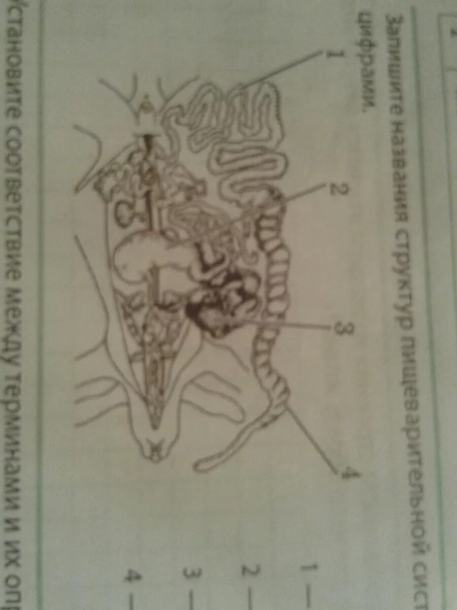 Схема строения пищеварительной системы кролика. Название внутренних органов кролика. Строение пищеварения кролика.