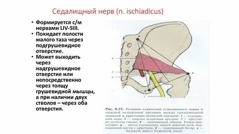 Седалищный нерв латынь